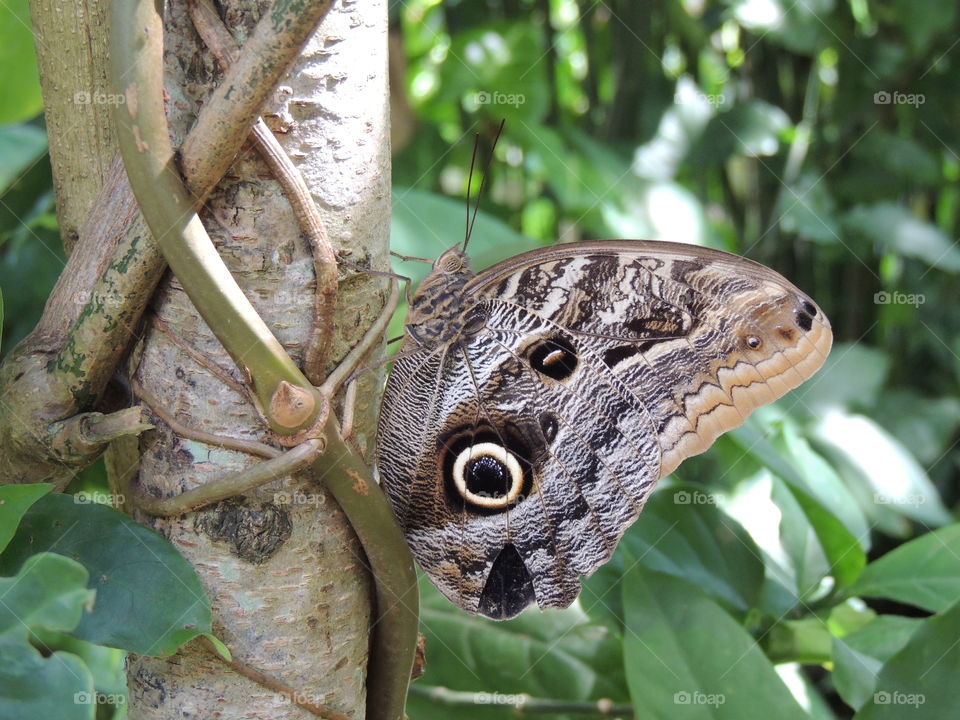Camouflaged butterfly