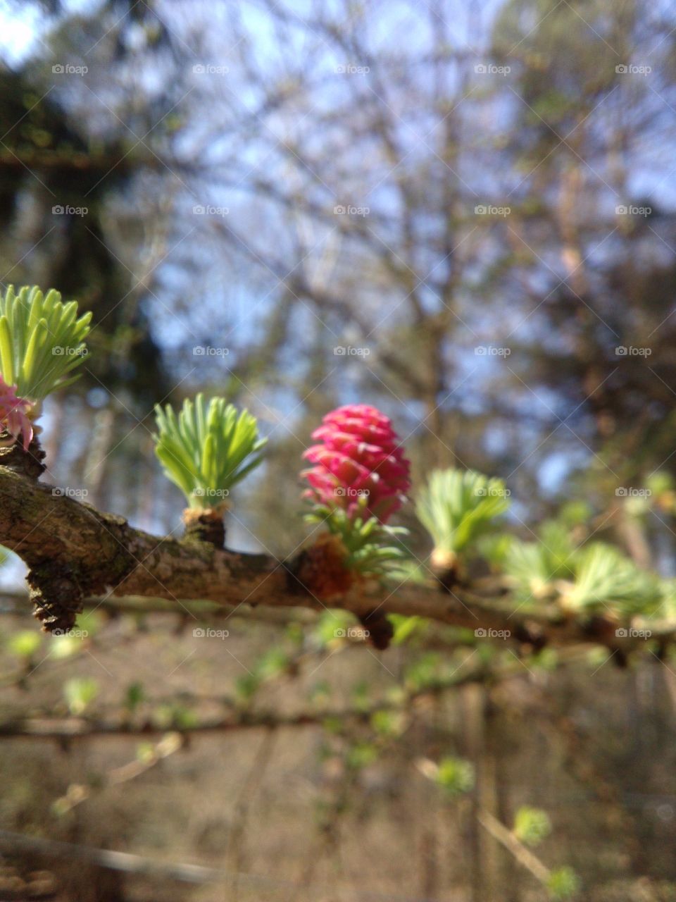 spring larch