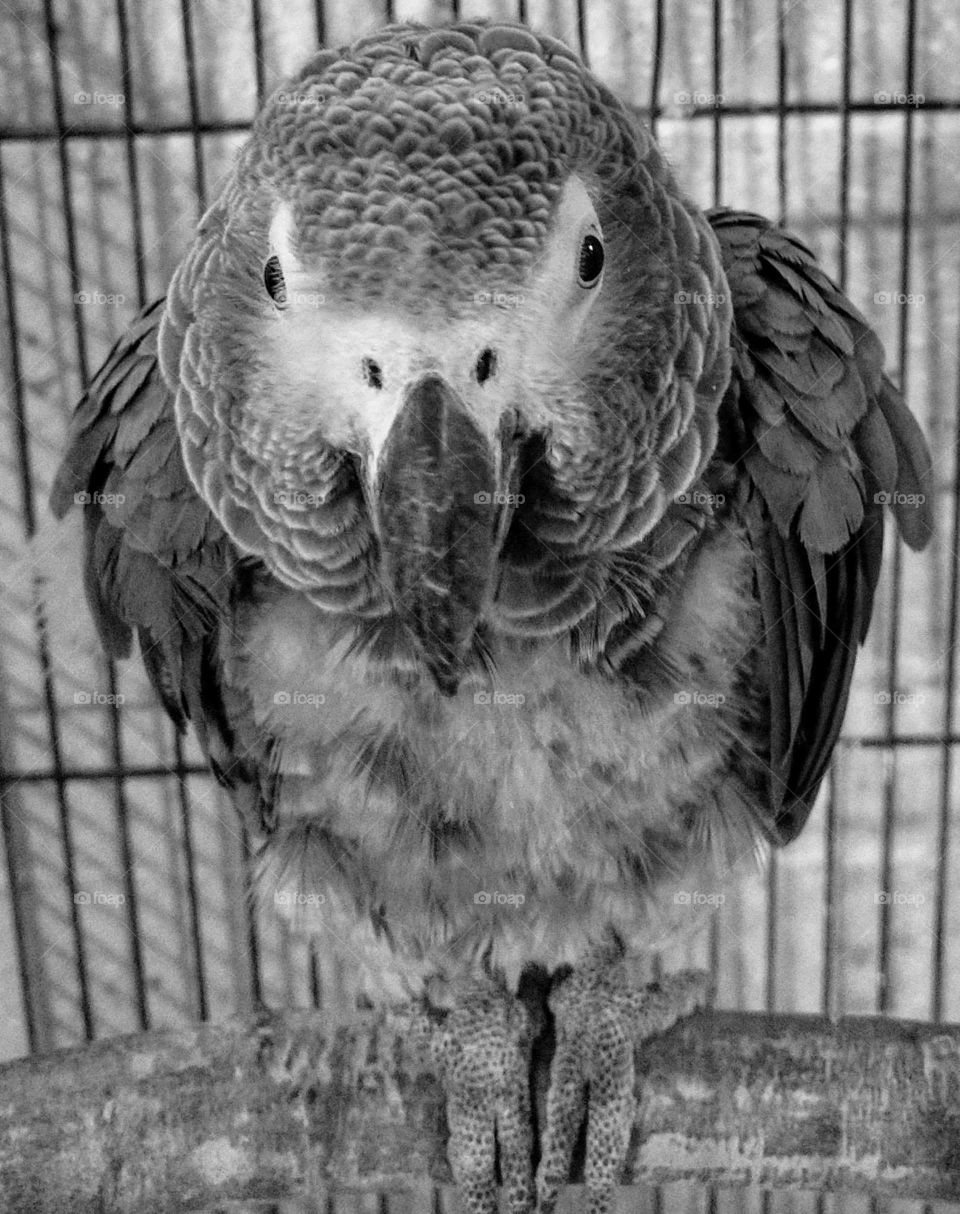 Color vs Black and White: a smart and cute gray parrot always gave tourists a warm welcome in a hotel.