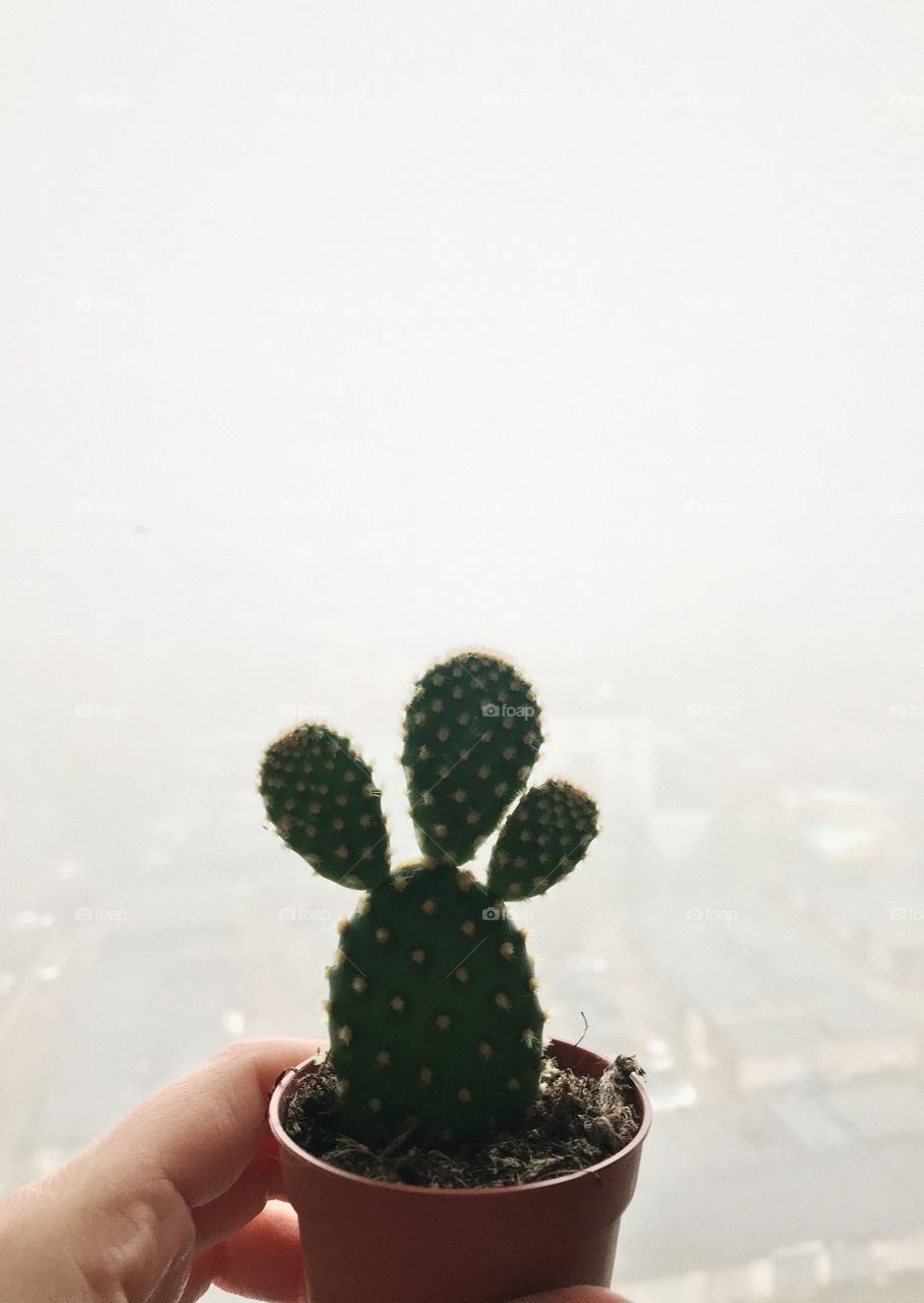 a small cactus in the hand on a background of a foggy city