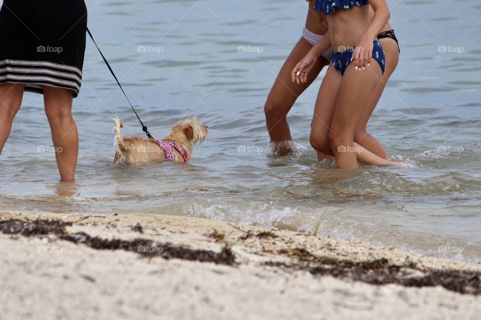 Doggie in the Ocean