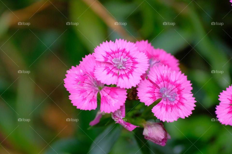 pink flowers