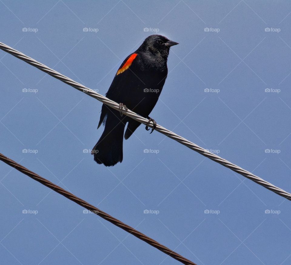 Red wing Blackbird