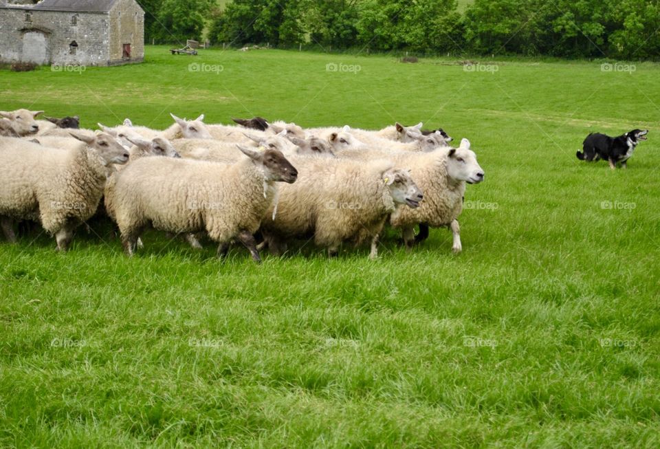 Dog herding sheep