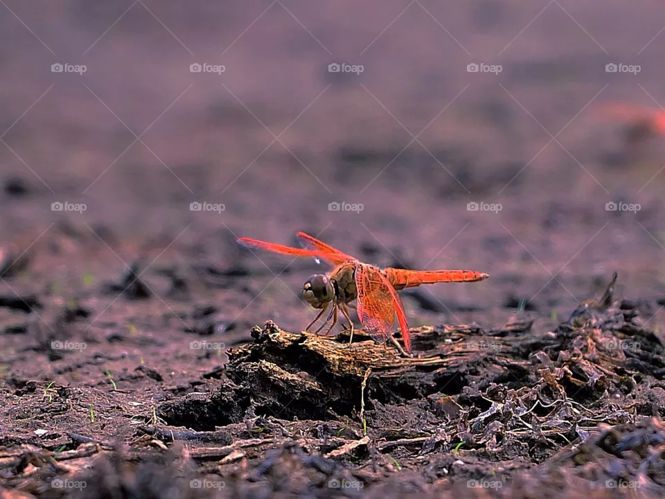 Dragonfly