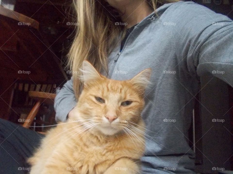 Orange tabby cat content 