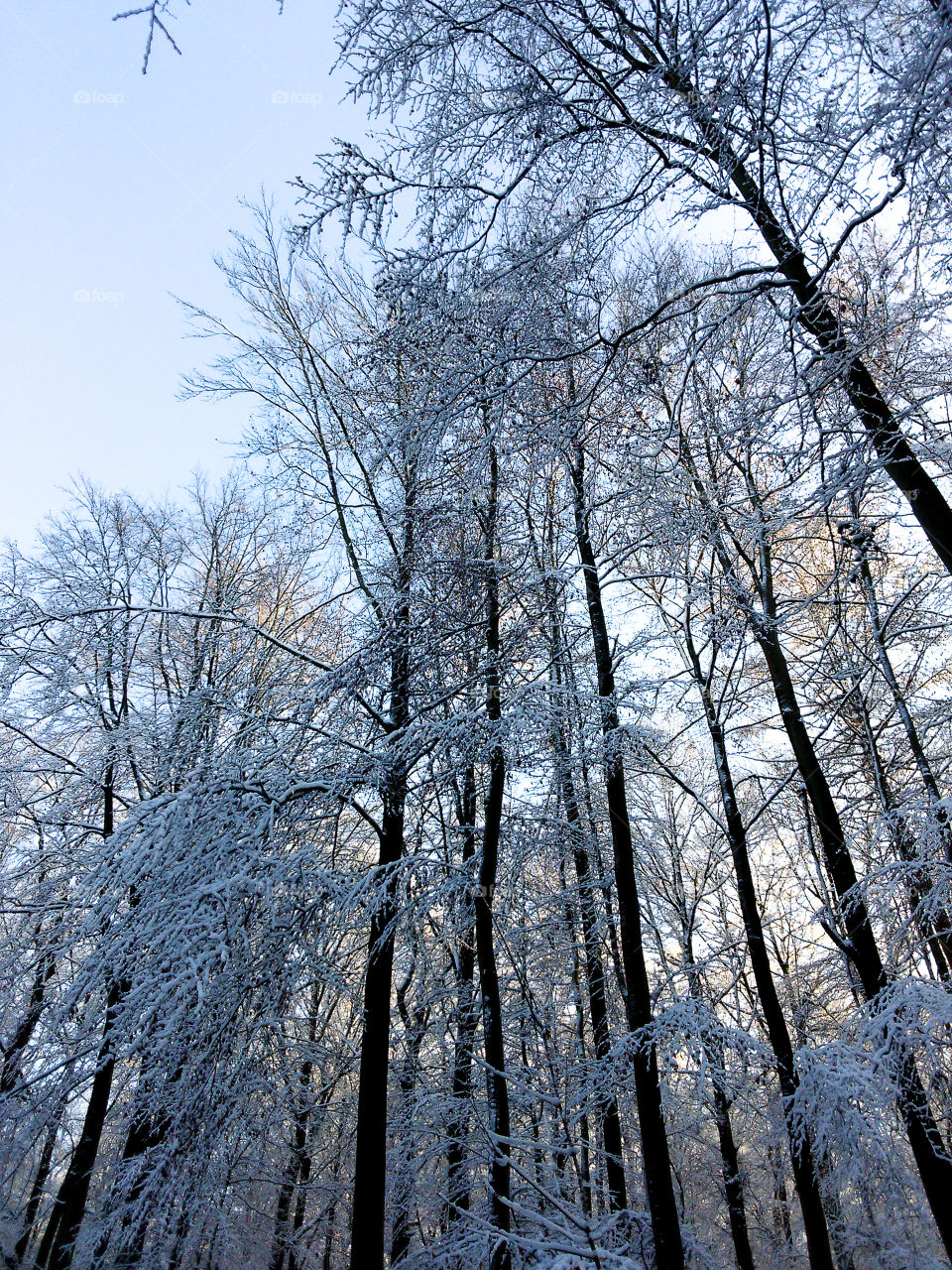 Winter in the Forêt de Soignes