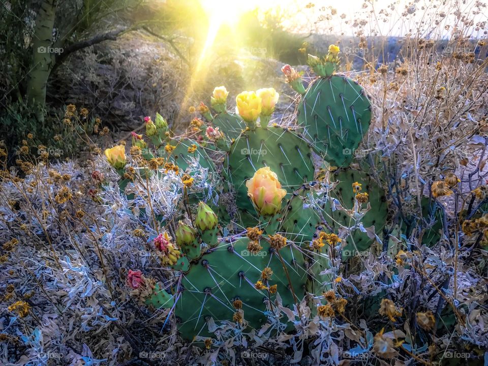 Nature - Wild Cactus Flowers 