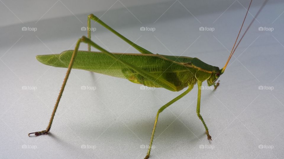 Close-up of a grasshopper