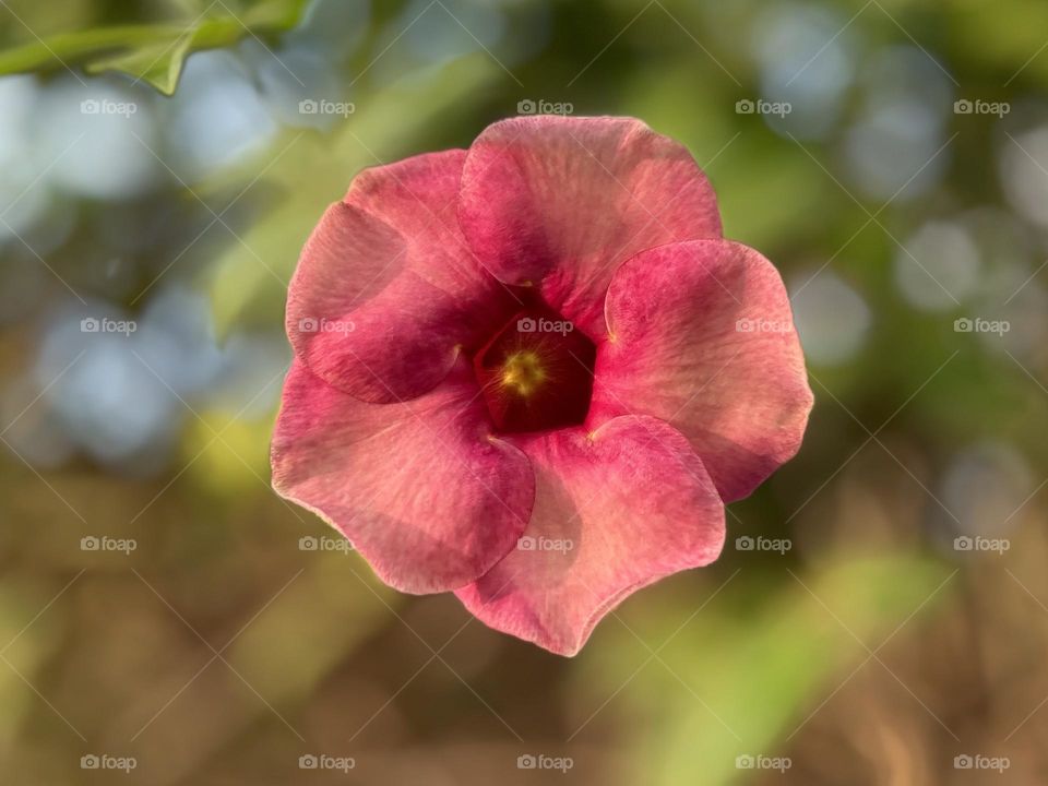 Flower photography - Allamanda  - Natural color 