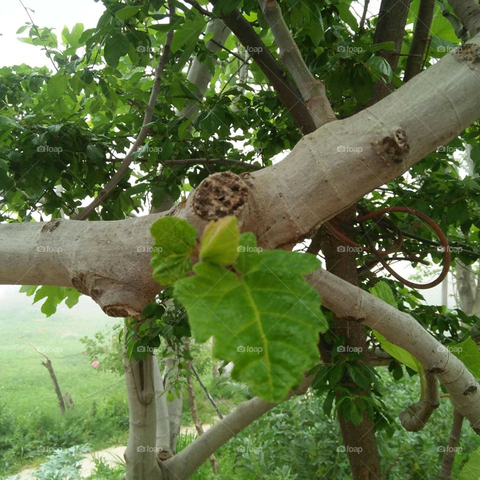 Tree Buds Open in Spring.