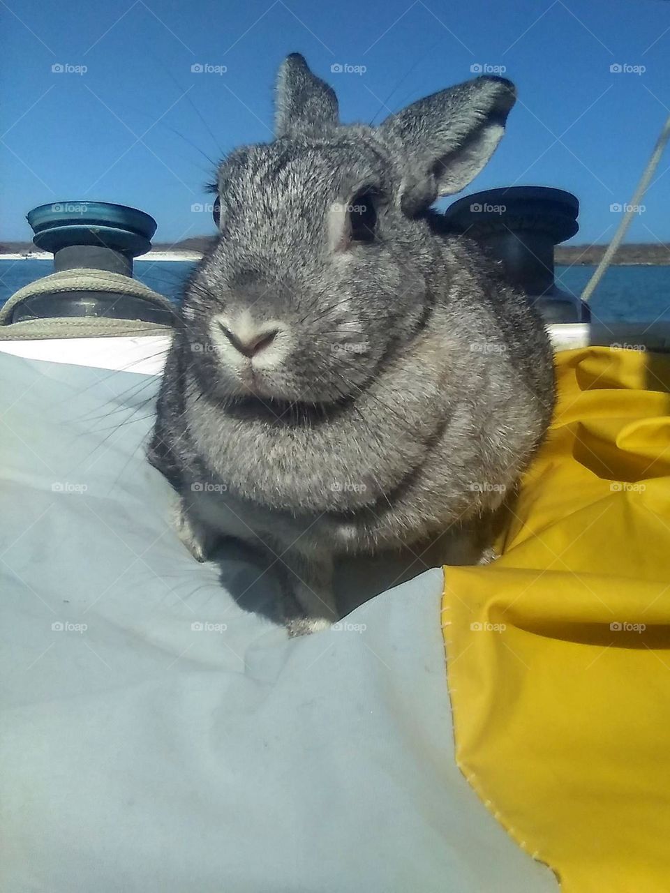 Sailing Bunny