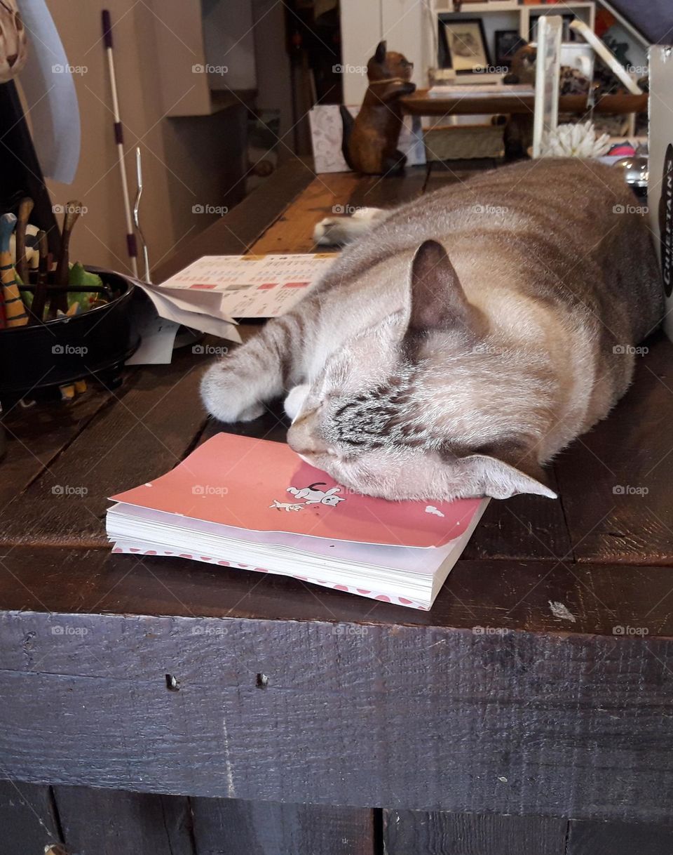 cat sleeping on a booklet