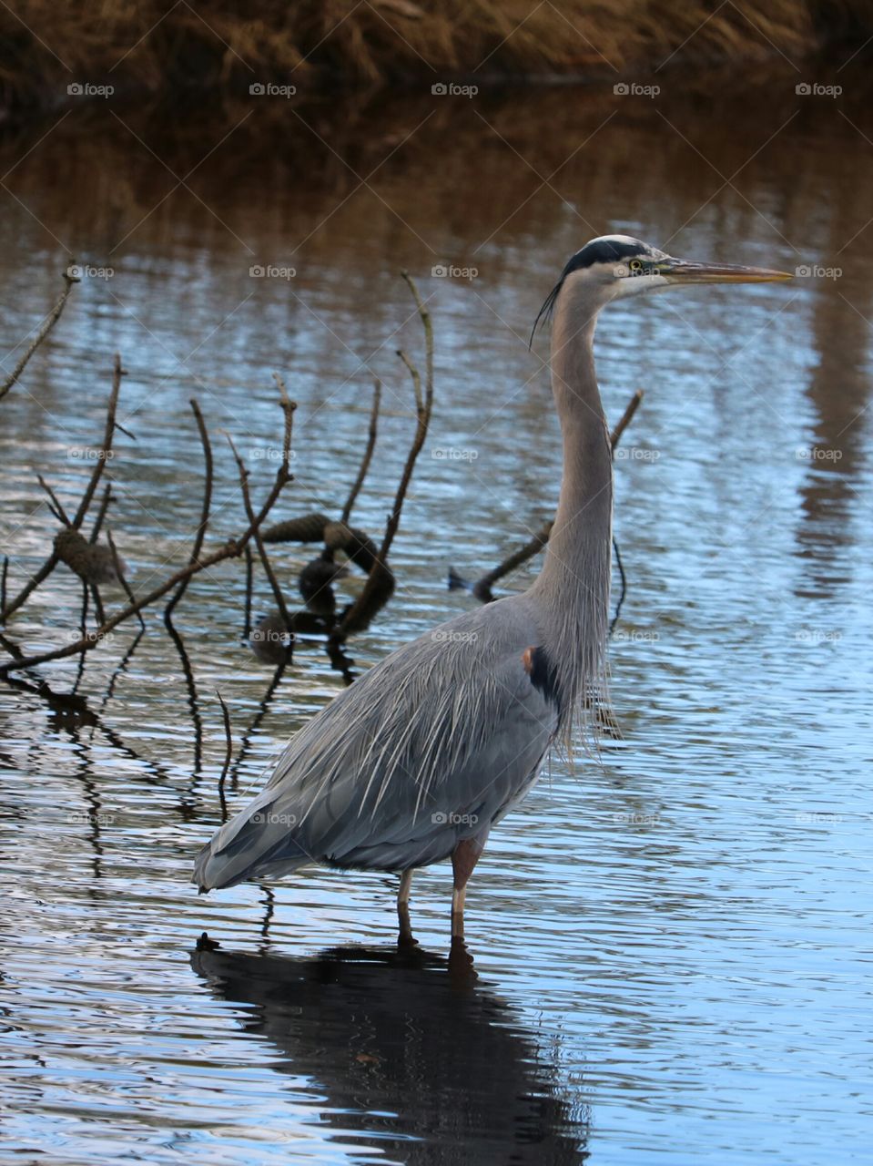 Blue heron standing in water