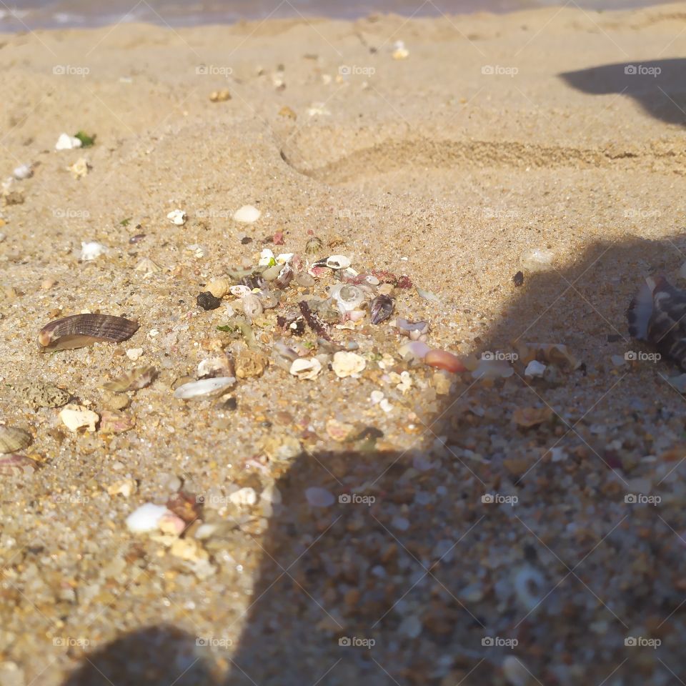 Micro sea shells on the beach