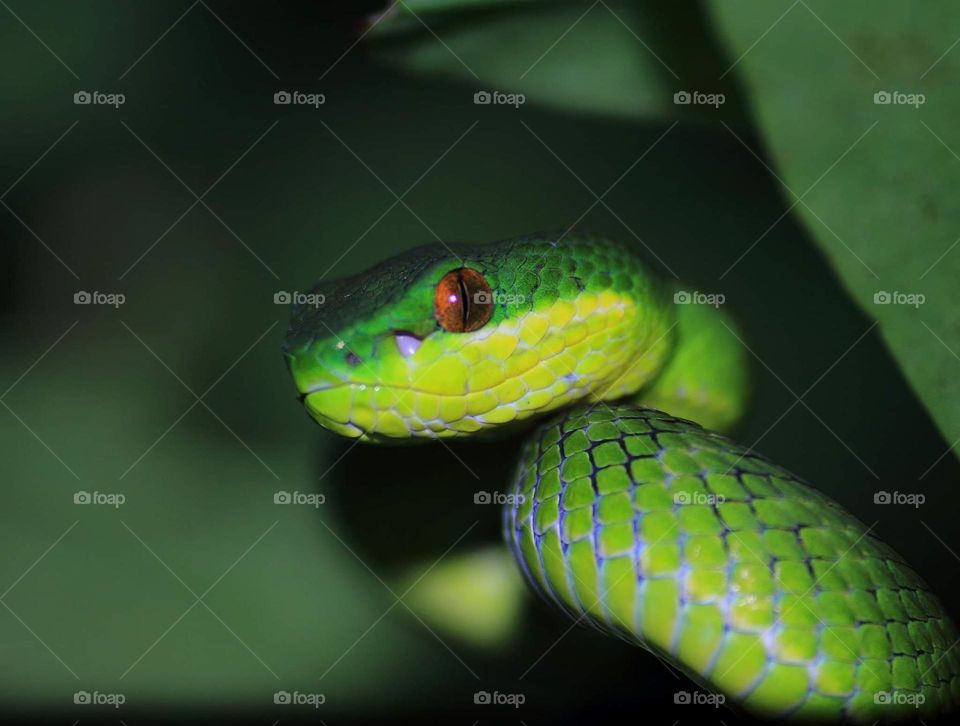 Sunda Pit - Viper. Green colour of pit viper is a venomous pit viper shown in eastern of Java and sunda lesser (bali, nusatenggara, sulawesi, timor). This pit viper short and has colour type (varian) on blue and green with unique colour tail's old.