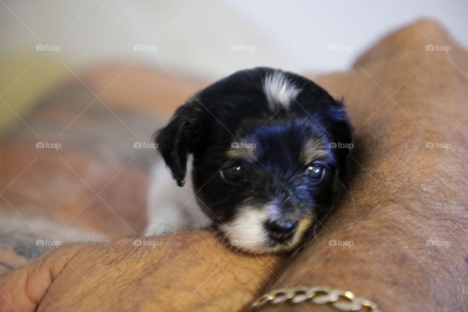 New puppy in man's arms