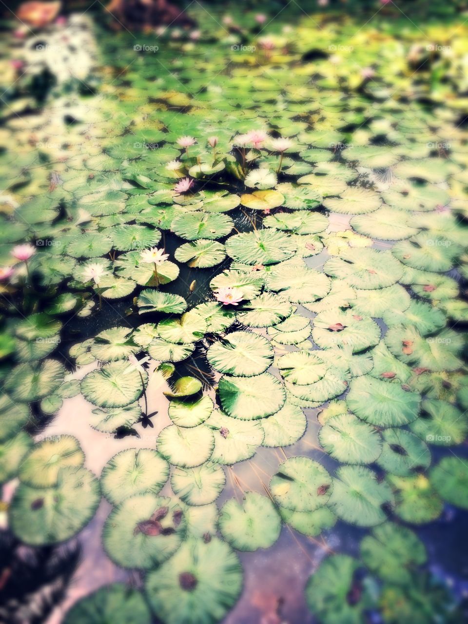 Lotus pond