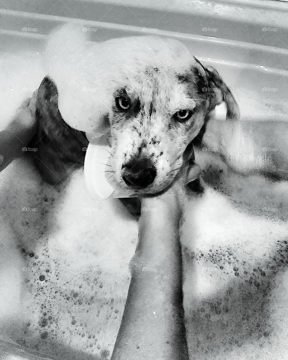 Beautiful grumpy puppy hates his bubble bath