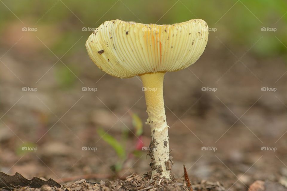 Gilled Mushroom