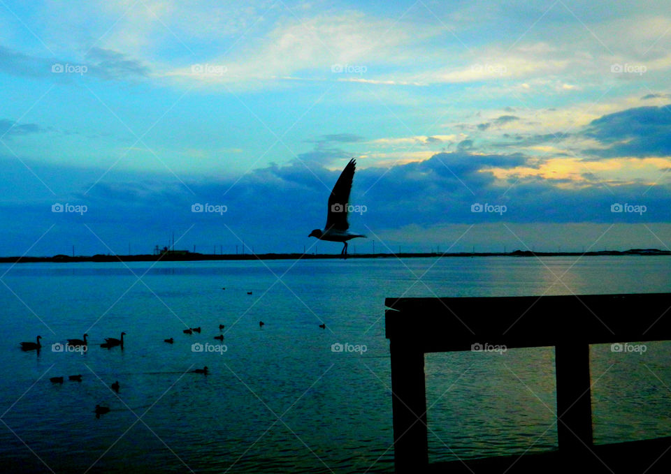 Seagull flying over the lake