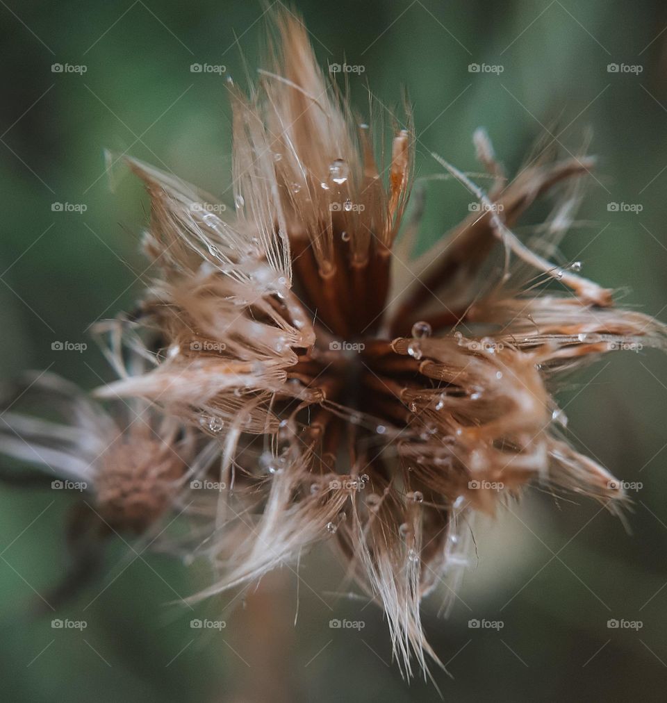 Photo of an autumn plant with rose drops