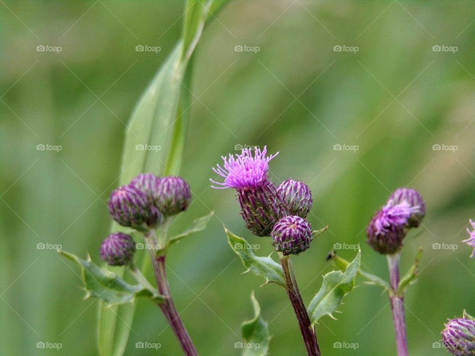 Diestel am Straßenrand