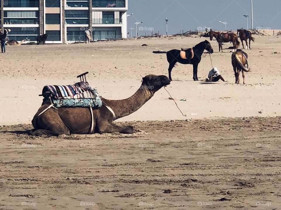 Beautiful camel and horse in the beach