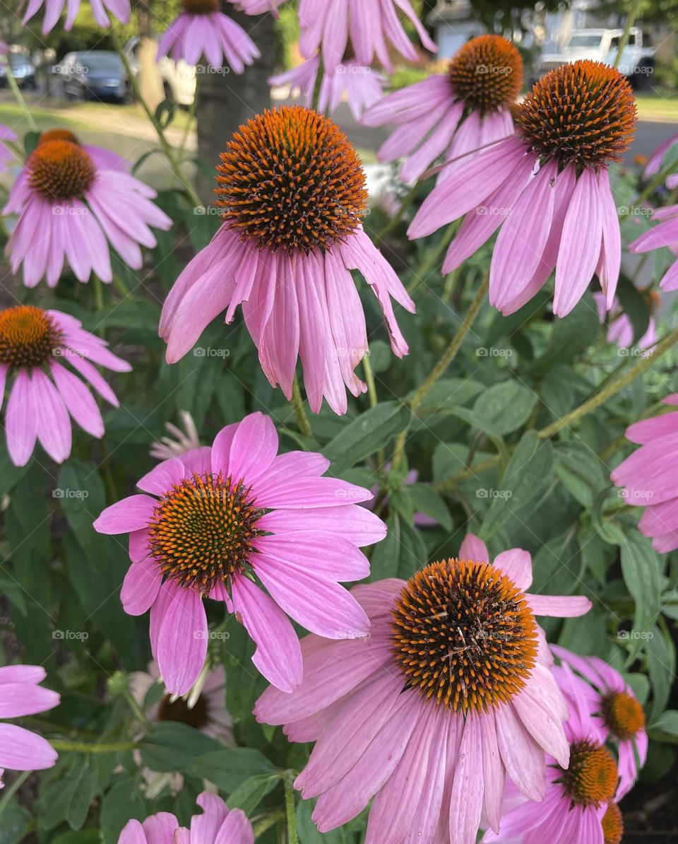 Pink coneflowers in full bloom