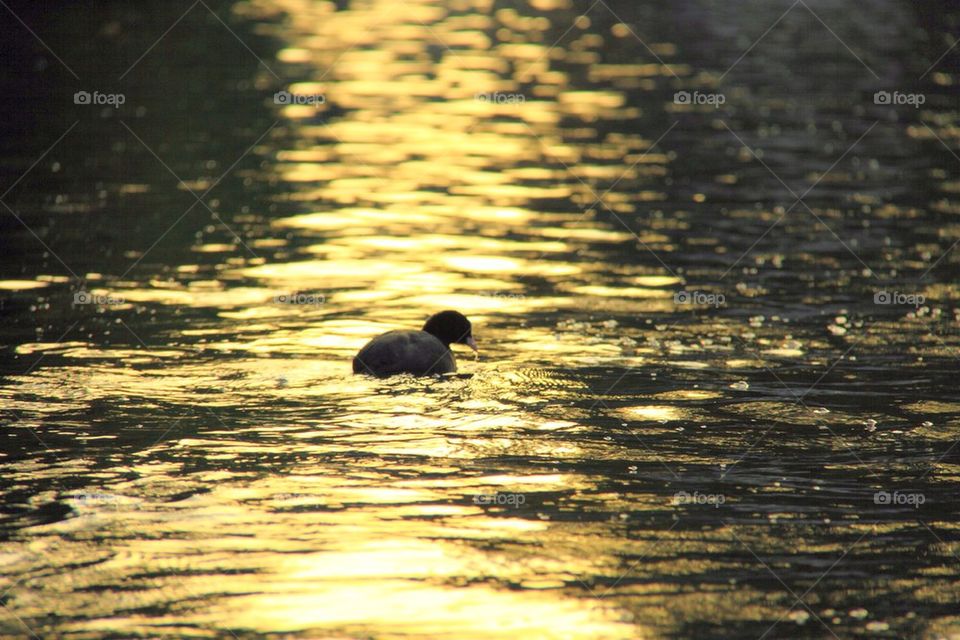 Bird on the water