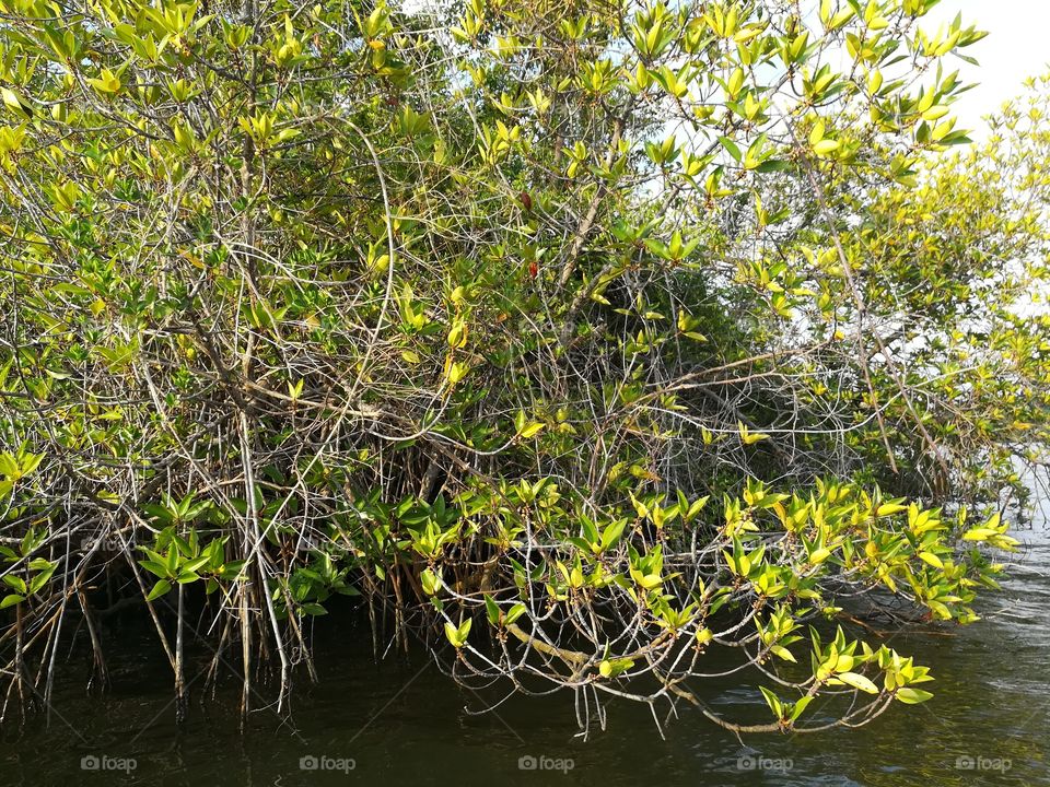 Mangrove Vegetation