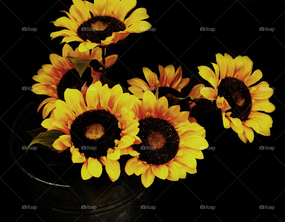 Sun Flowers in a Silver Bucket on a Black Background