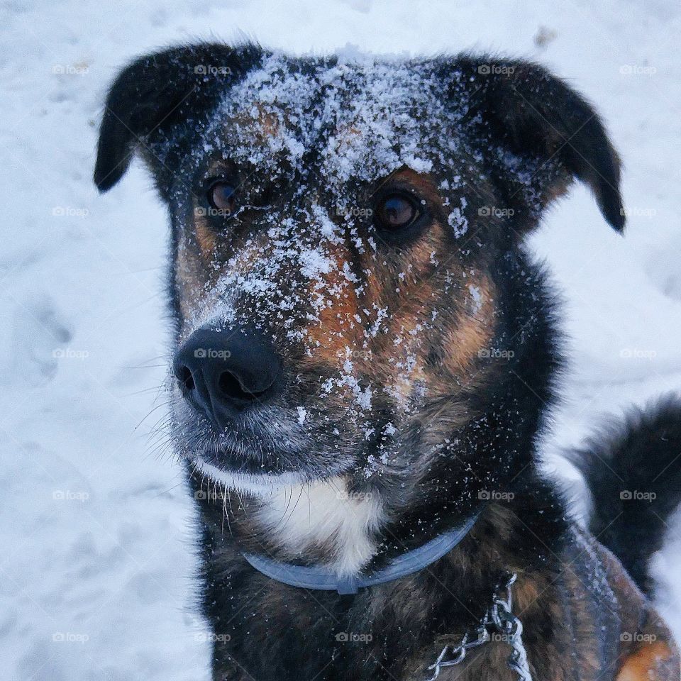 A dog and his love for snow.