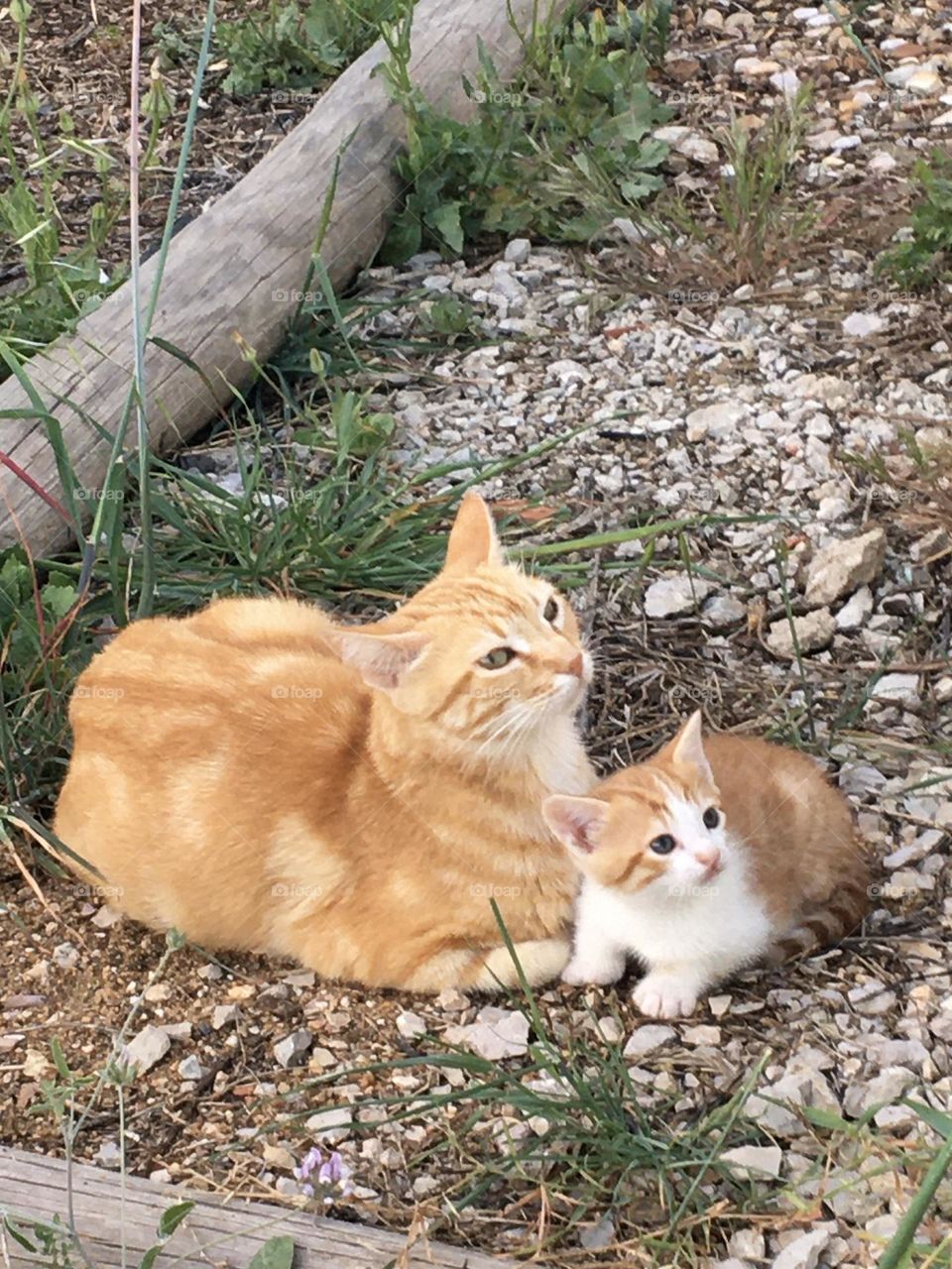 Pussy cat and new born kitten 