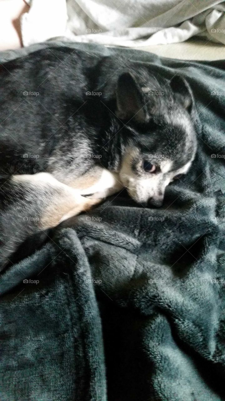 cute chihuahua on blanket