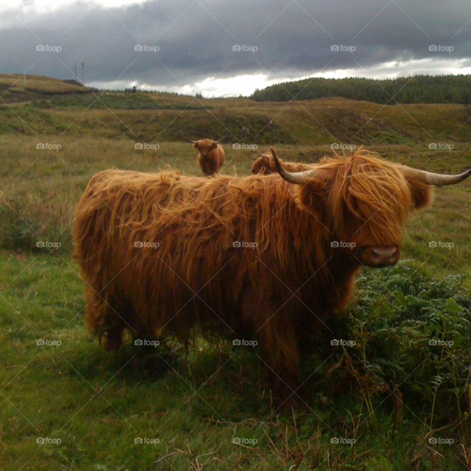 cowbeautiful cows of the isle of Mull in Scotland