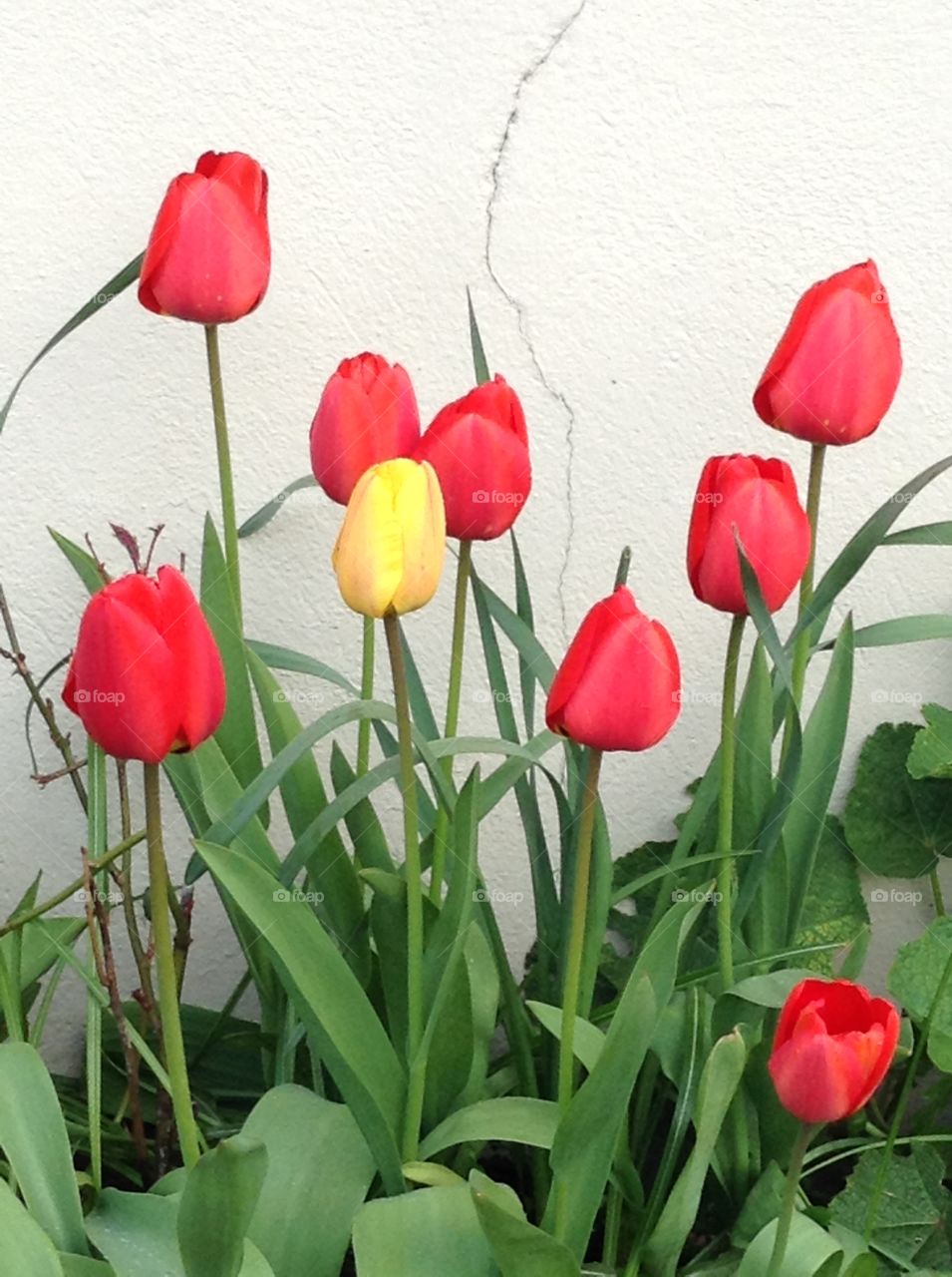 Tulip. My familys garden