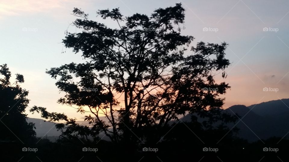 panoramic sky tree grass leaf hill evening