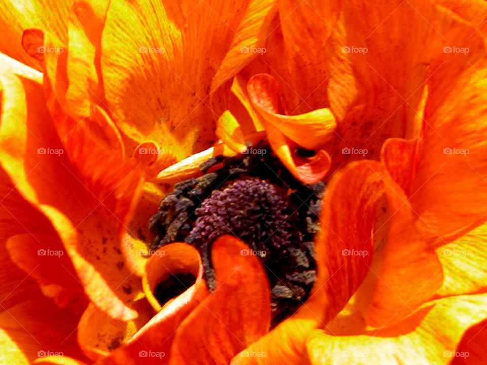 Macro Ranunculus, red and orange 