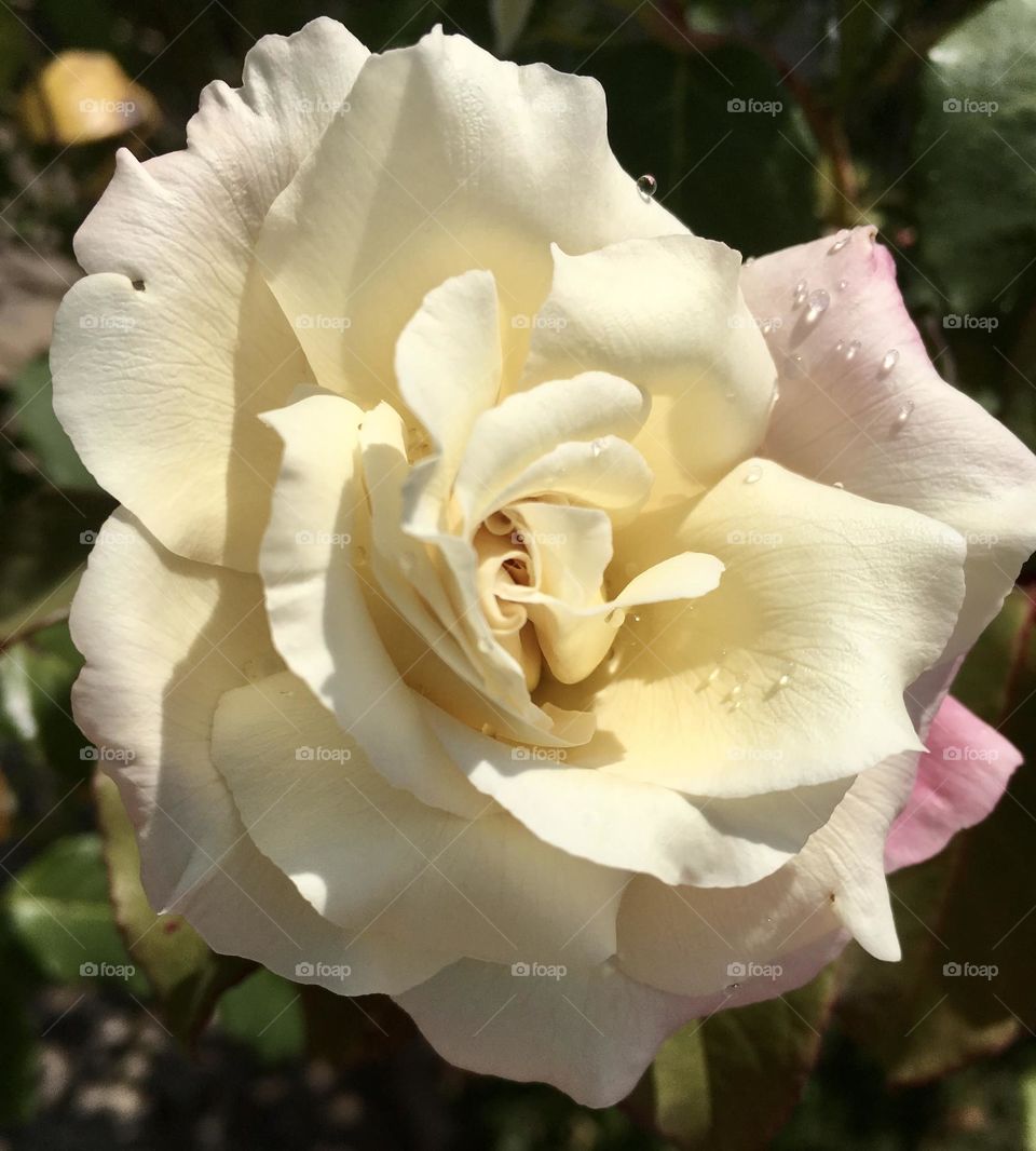 🌹 🇺🇸 Very beautiful flowers to brighten our day.  Live nature and its beauty. Did you like the delicate petals? / 🇧🇷 Flores muito bonitas para alegrar nosso dia. Viva a natureza e sua beleza. Gostaram das pétalas delicadas? 