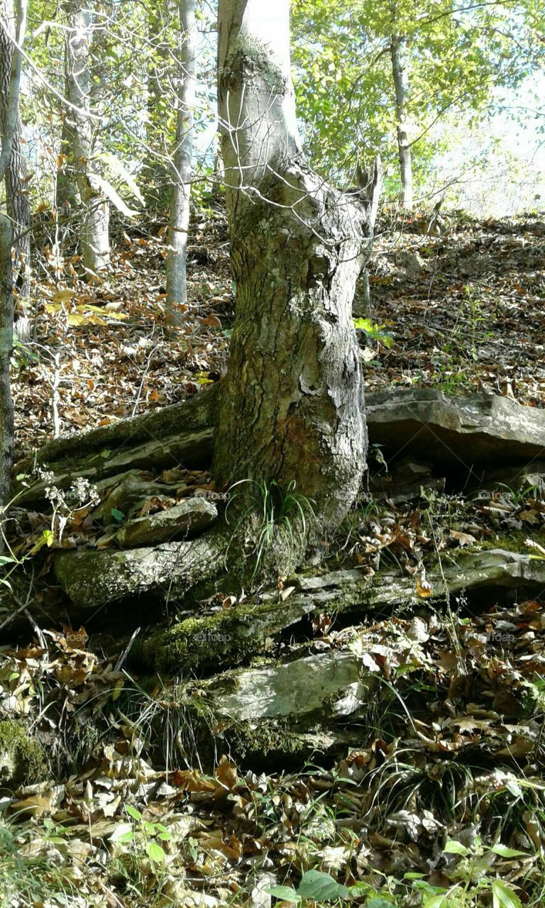 Tree & Stone