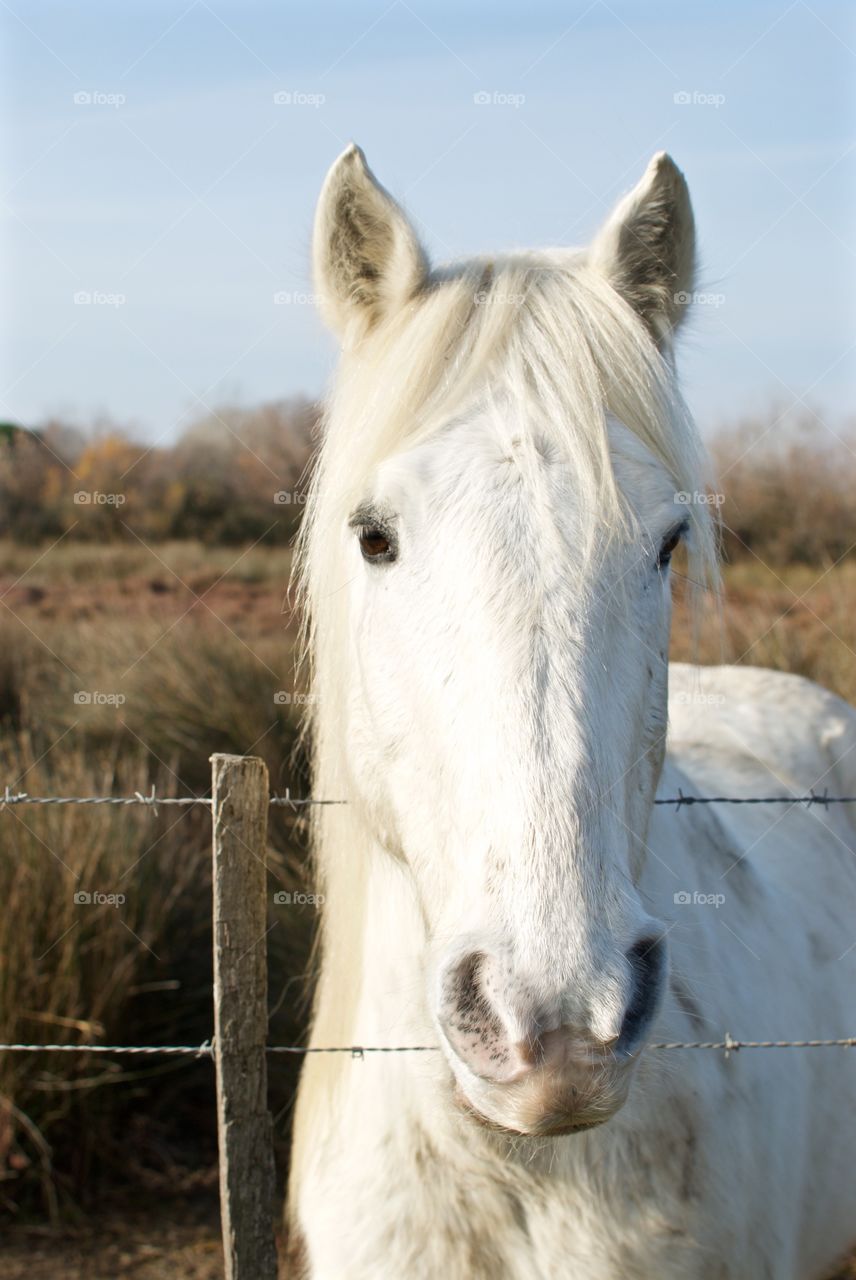 Camargue Horse