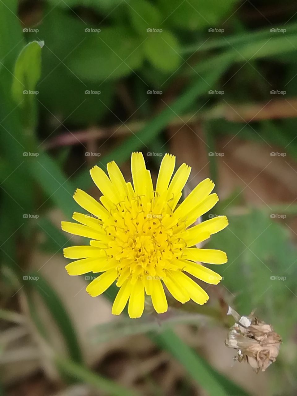 Amarillo mini