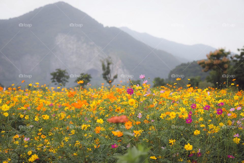 在铜鉴湖看花