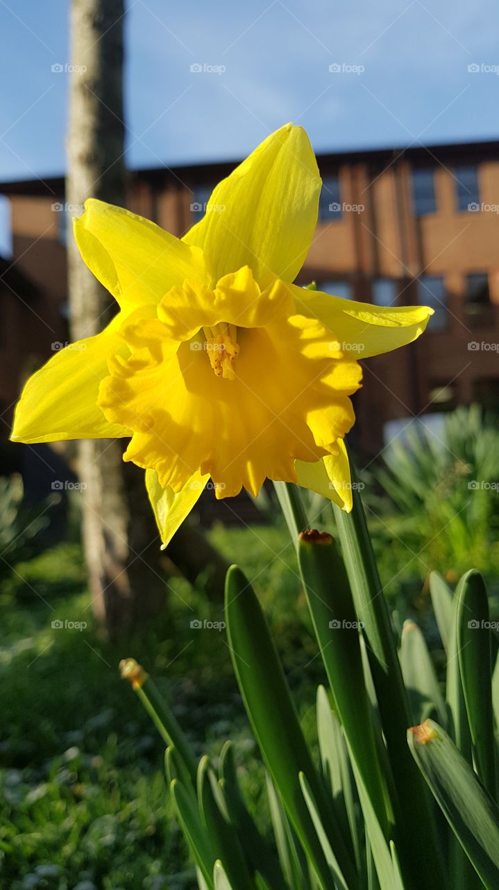 yellow daffodil in winter sunlight