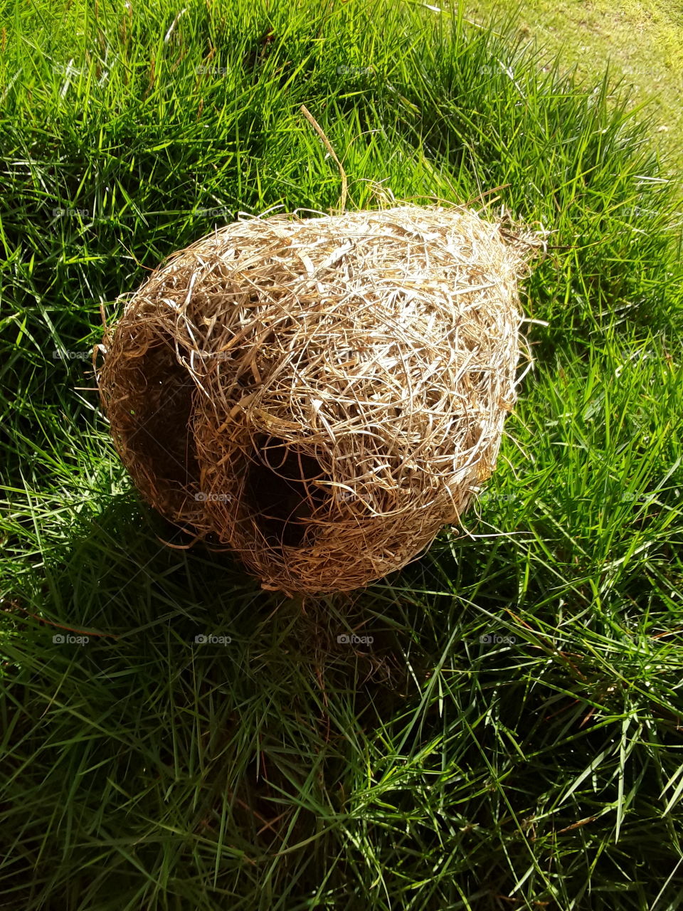 Baya  weaver nest, A bird nest is the spot in which a bird lays and incubates it's eggs and raises it's young.