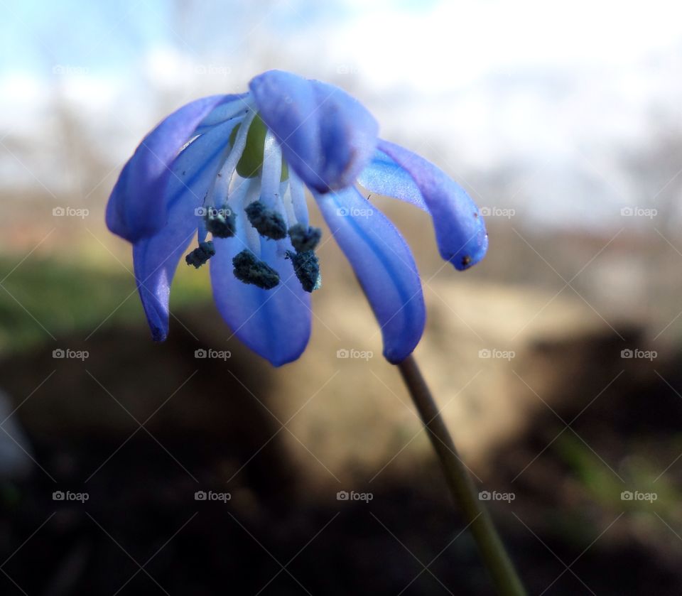 Scilla bifolia. Tidig blåstjärna
