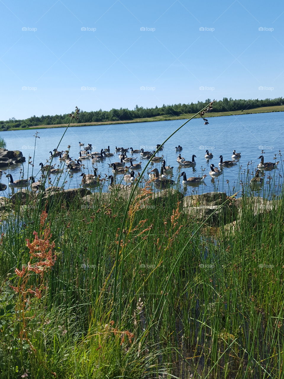 water  birds