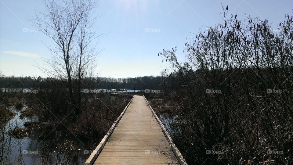 boardwalk through wetlands