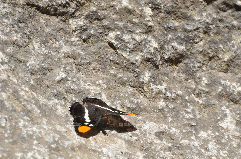 Butterfly on the rock